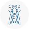 Whickham Wasp Nest Removal